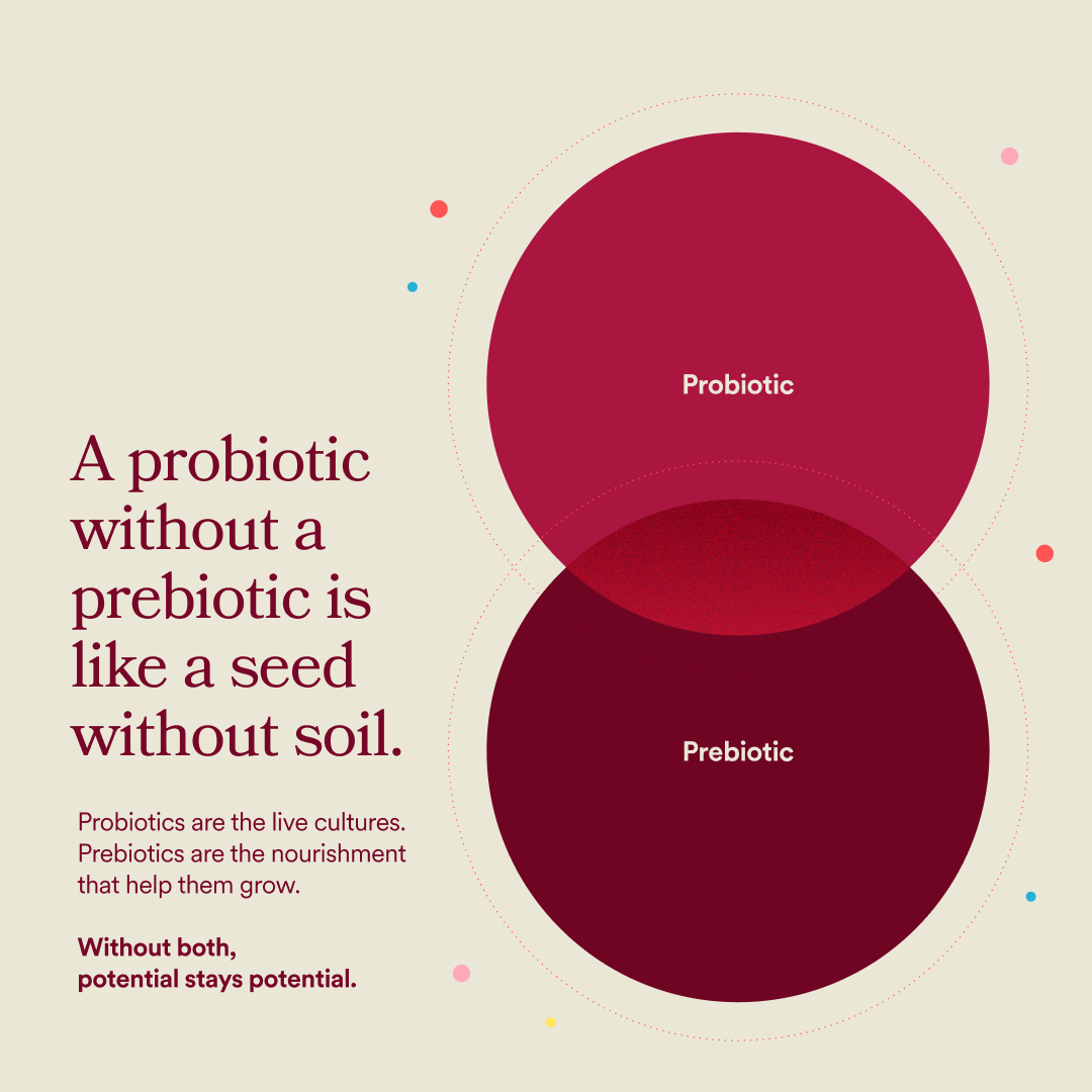 Venn diagram comparing probiotics and prebiotics with text on a beige background